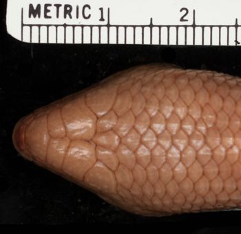 Media type: image;   Herpetology R-26536